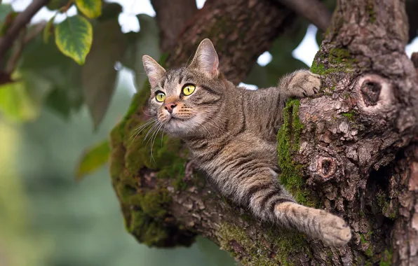 Картинка кот, листья, дерево, животное