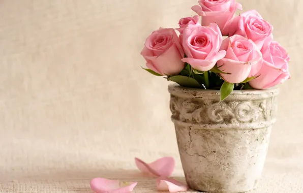 Картинка цветы, розы, лепестки, горшок, розовые, вазон