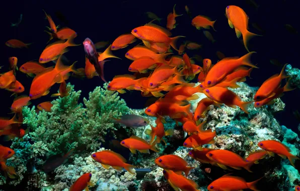 Картинка рыбки, водоросли, мир, кораллы, красные, подводный