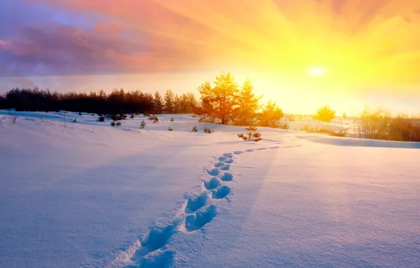 Картинка холод, зима, поле, небо, солнце, снег, деревья, закат, следы, природа