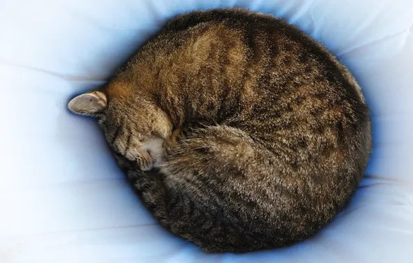 Картинка кошка, спит, photographer, Giovanni Zacche, полсатая, клубком