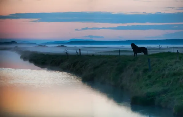 Картинка животные, вода, туман, озеро, река, пейзажи, лошадь, лошади, дымка