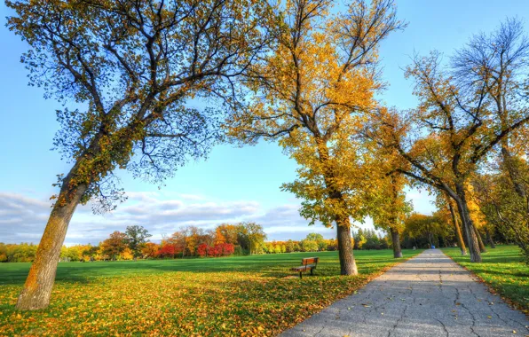 Картинка дорога, осень, трава, листья, деревья, парк, скамья