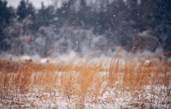 Картинка зима, поле, трава, природа