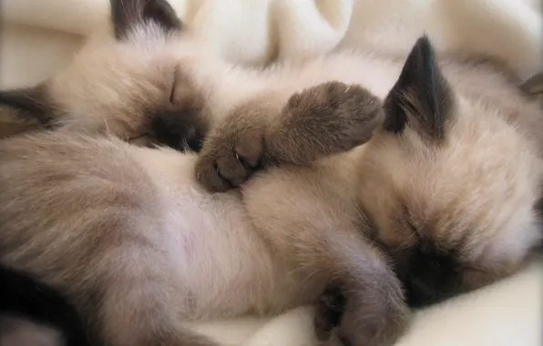 Картинка кошки, спят, сиамские