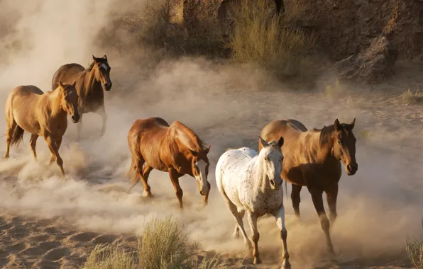 Картинка животные, фото, кони, пыль, лошади, дикая природа, стадо, табун