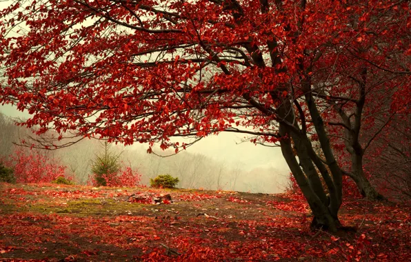 Картинка осень, лес, листья, деревья, ветки, природа, туман, дерево, елки, холм, красные, бордовые