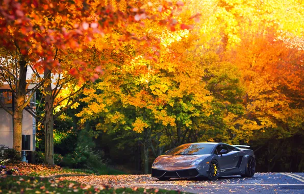 Картинка осень, деревья, Lamborghini, Superleggera, Gallardo, LP570-4