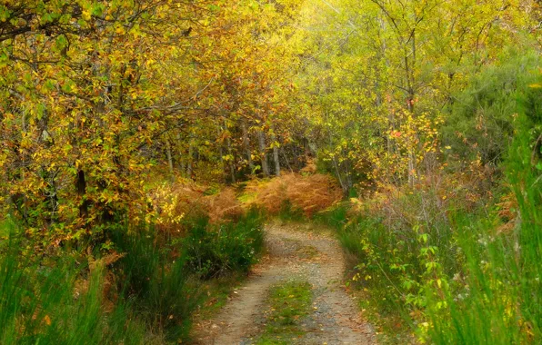 Картинка осень, лес, трава, деревья, дорожка