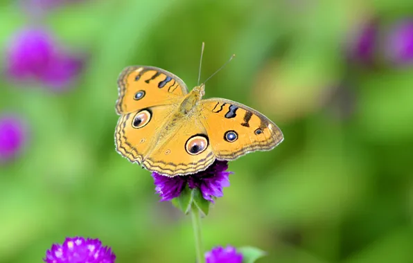 Картинка цветы, узор, бабочка, крылья, луг