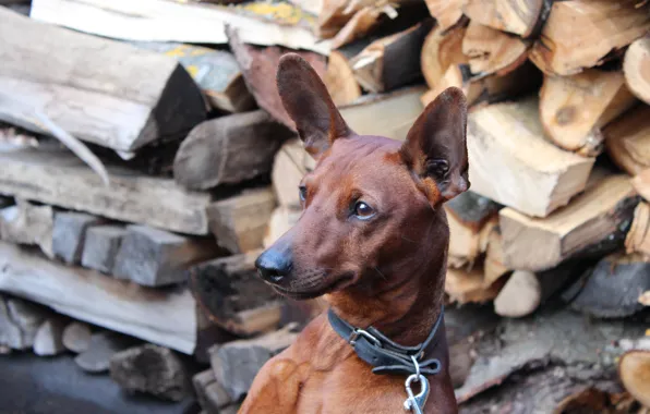 Картинка взгляд, собака, дрова