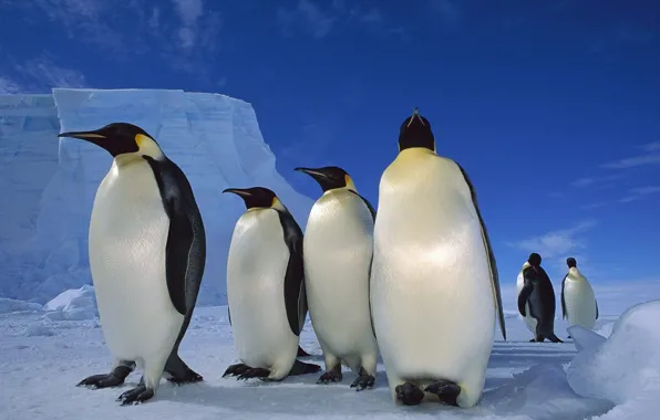 Картинка снег, лёд, пингвины