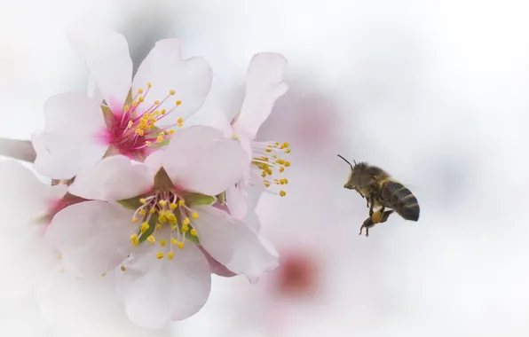Картинка цветы, вишня, пчела, ветка