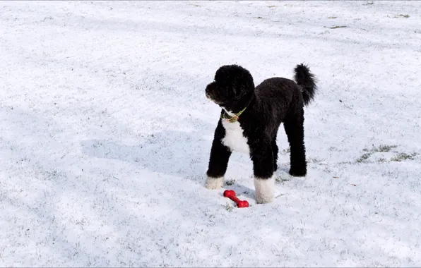 Картинка зима, снег, игрушка, собака
