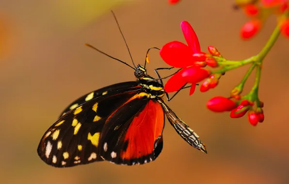 Картинка цветок, бабочка, растение, насекомое