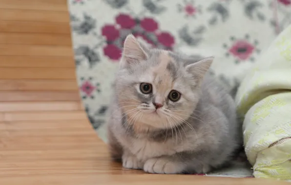 Картинка взгляд, малыш, котёнок, Британская короткошёрстная кошка