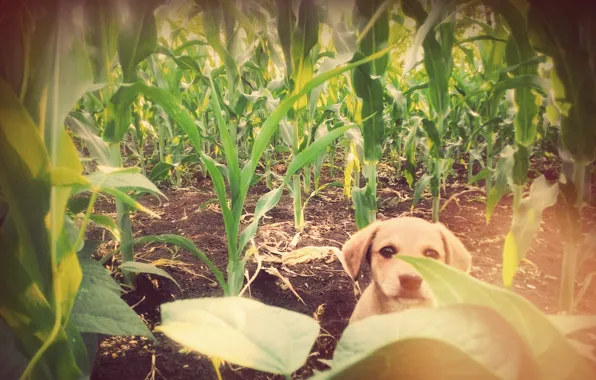 Картинка Dog, corn, friend