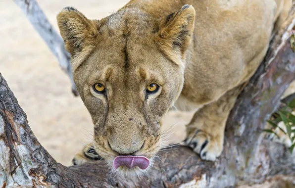 Картинка язык, кошка, взгляд, морда, львица, ©Tambako The Jaguar