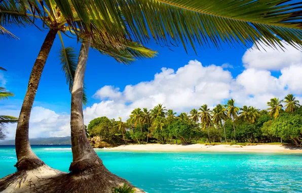 Картинка море, пляж, тропики, пальмы, summer, beach, sea, ocean, paradise, vacation, palms, tropical
