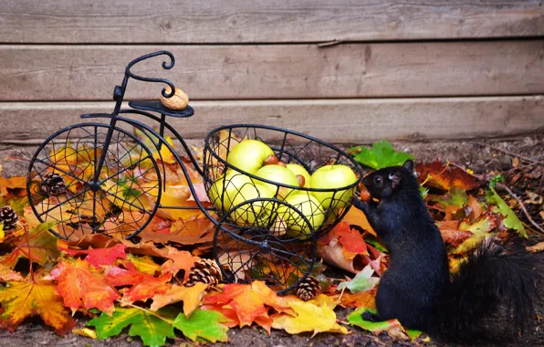 Картинка осень, животные, листья, велосипед, яблоки, белка, орехи