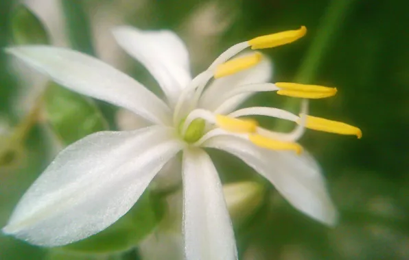Картинка white, flower, beautiful, pollen