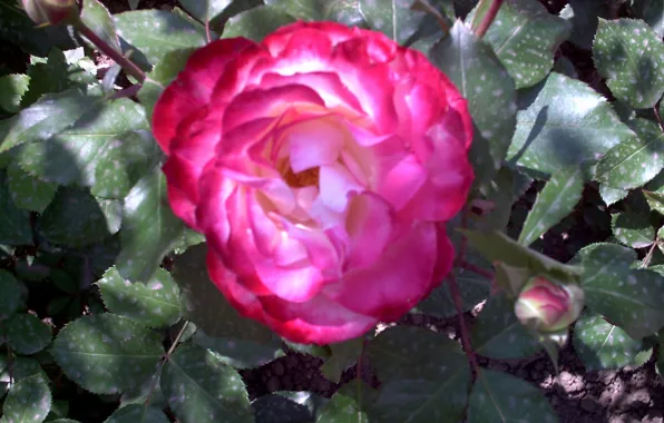Картинка rose, paris, beautiful, roseraie