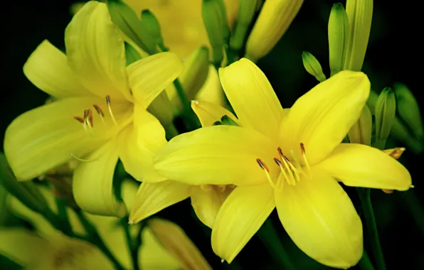 Картинка Боке, Yellow lily, Жёлтые лилии