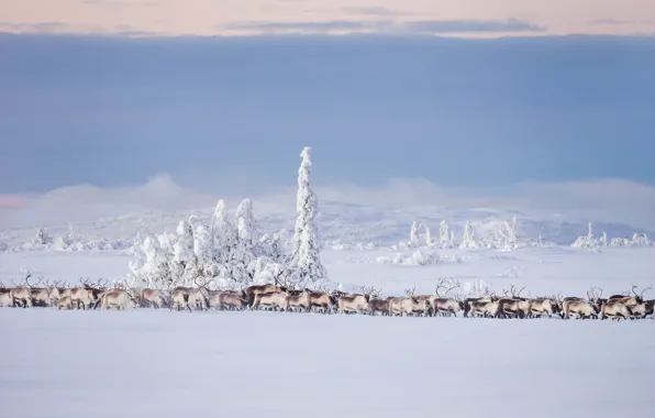Картинка зима, снег, олени