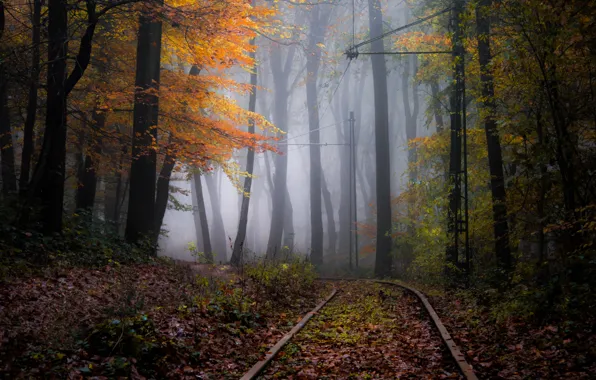 Картинка осень, лес, природа, пути, туман, дымка
