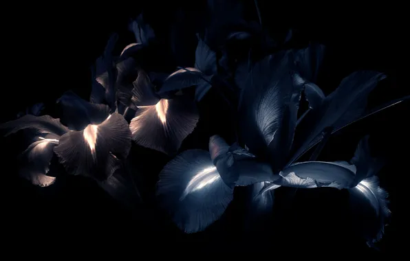 Картинка цветы, темный фон, лепестки
