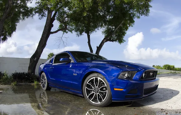 Картинка синий, Mustang, 5.0, 2013