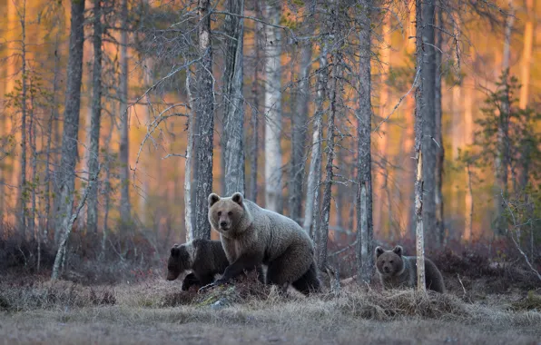Картинка лес, медведи, дикая природа