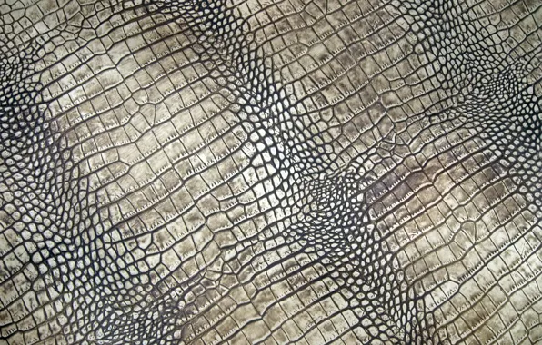 Картинка кожа, крокодил, texture, leather, crocodile, skin