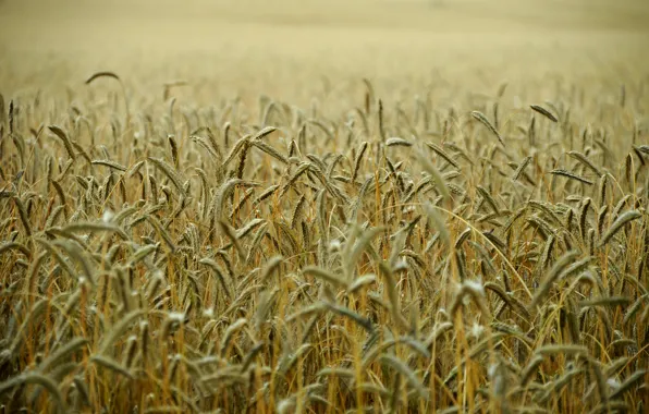 Картинка пшеница, поле, стебли, поле пшеницы