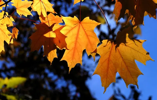 Картинка осень, листья, деревья, ветки, синий, желтый
