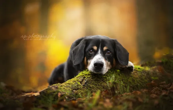 Картинка осень, взгляд, собака