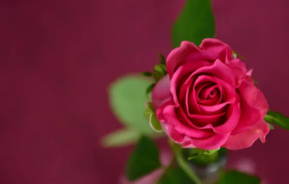 Картинка цветы, розовая, роза, rose