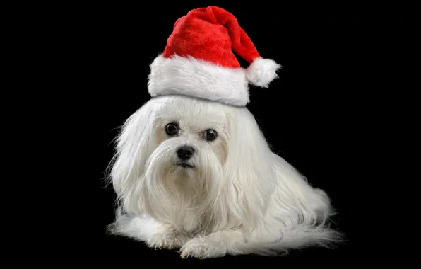 Картинка животные, красный, праздник, новый год, рождество, собака, щенок, Санта, белая, черный фон, болонка, колпак