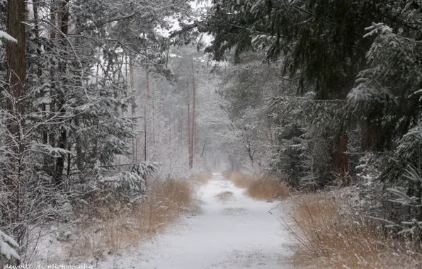 Картинка зима, дорога, лес, снег, Dewollewei