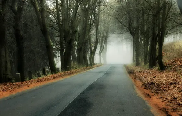 Картинка дорога, осень, лес, туман