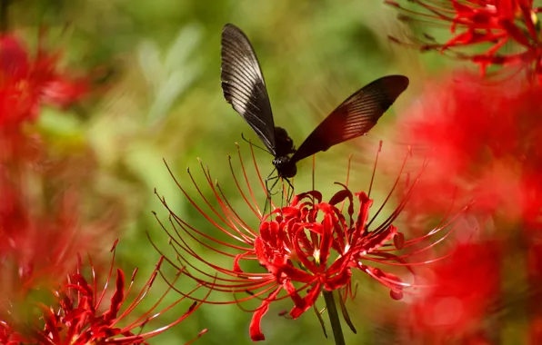 Картинка цветок, растение, крылья, лепестки, насекомое