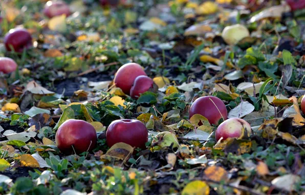 Картинка осень, яблоки, опавшие листья