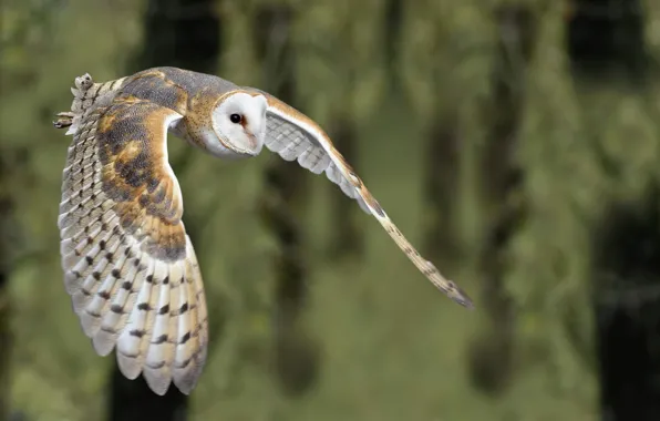 Картинка природа, птица, Barn Owl