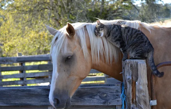 Картинка кошка, кот, конь, лошадь, дружба