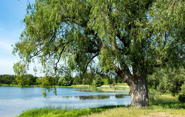 Картинка лето, деревья, пруд, Россия, Калининградская область, Вишнёвое