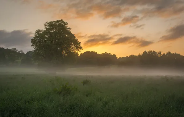 Картинка поле, деревья, туман, утро