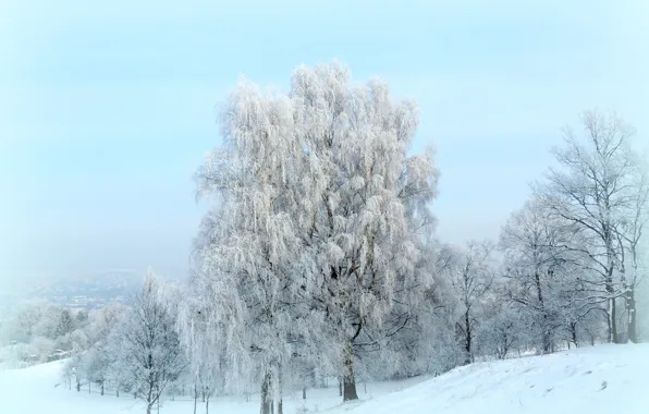 Картинка зима, иней, снег, деревья