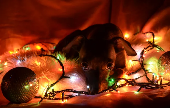 Картинка надежда, огни, печаль, новый год, собака
