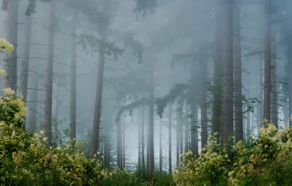 Картинка лес, деревья, цветы, туман, кустарники