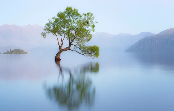 Картинка природа, озеро, дерево, птица, утро, Новая Зеландия